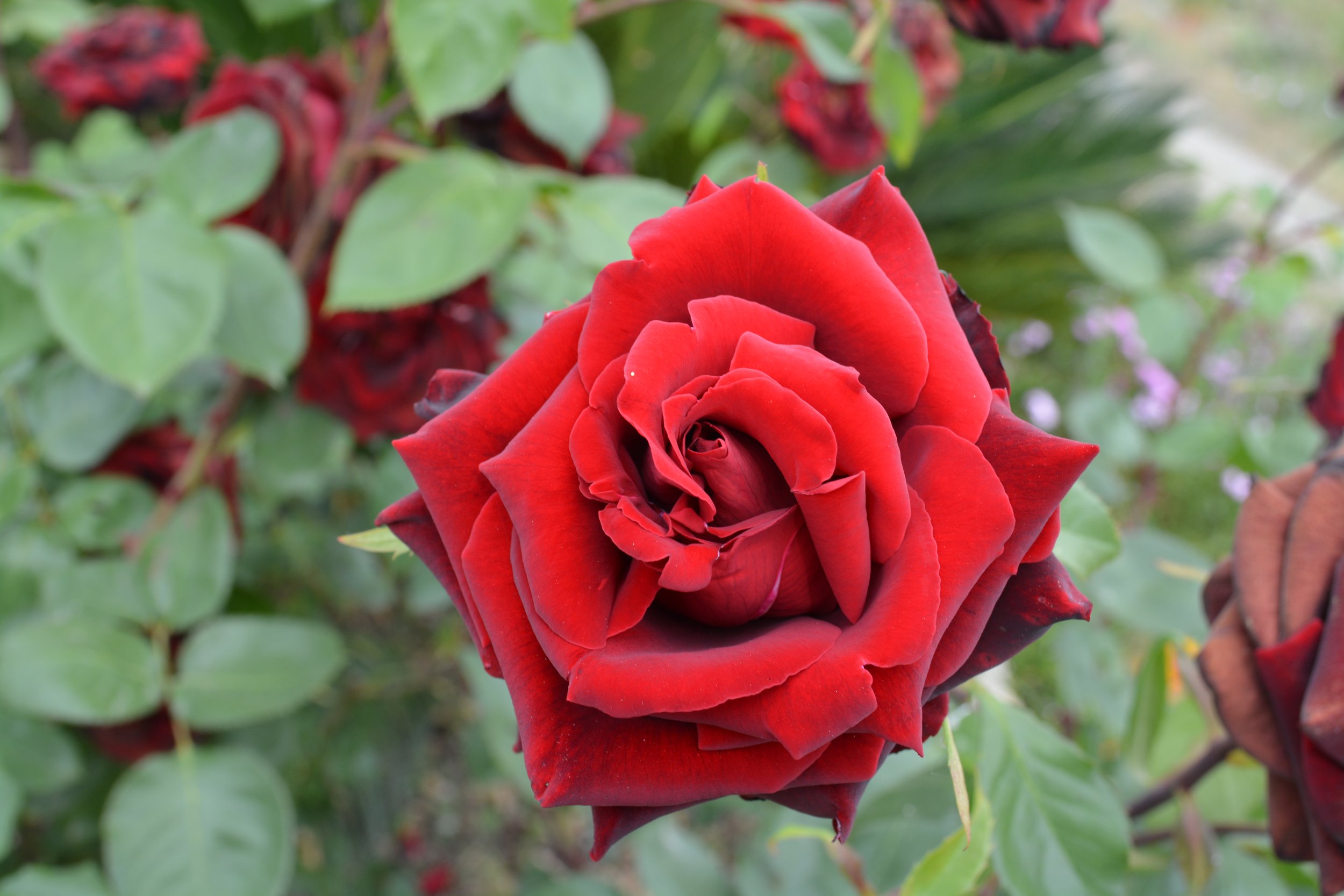 DSC_0010_8.jpg