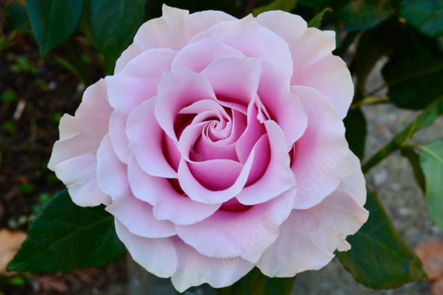 Sevaste's Rose 2022