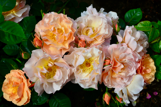 Rosa 'Brenda Viney'
