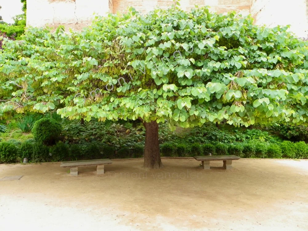 The Alhambra Tree