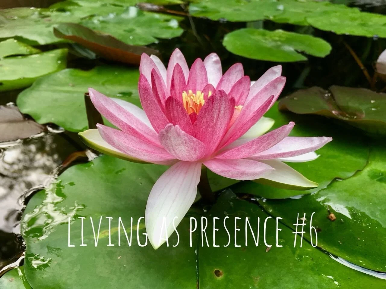 ⭐️ Living As Presence #6 ⭐️

The most recent episode in my new video series!

View on my YouTube channel (link in profile)

💖 Thank you for your Presence! 🌟

😘💕

#presence #livingaspresence #awake #awakening #spiritualawakening #spiritual #spirit
