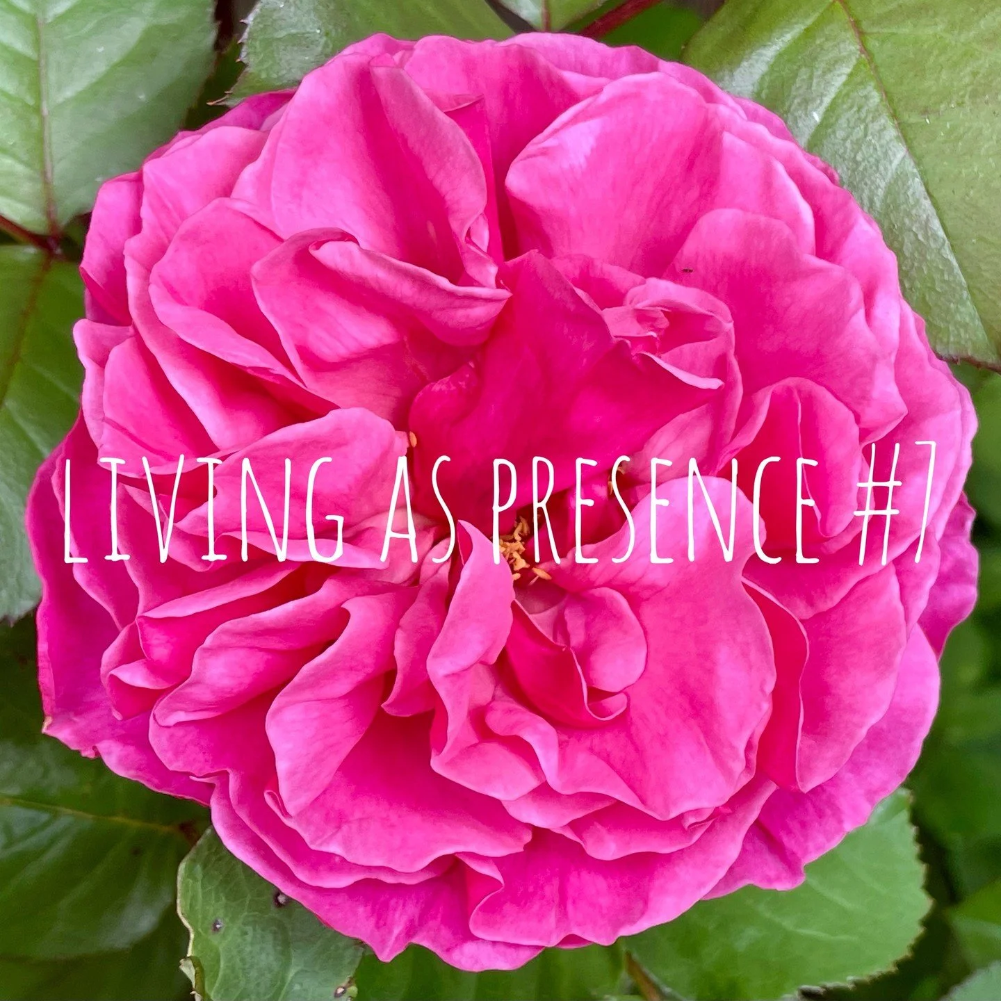 ⭐️ Living As Presence #7 ⭐️

The most recent episode in my new video series!

View on my YouTube channel (link in profile)

💖 Thank you for your contribution of Presence! 🌟

😘💕

#presence #livingaspresence #awake #awakening #spiritualawakening #s