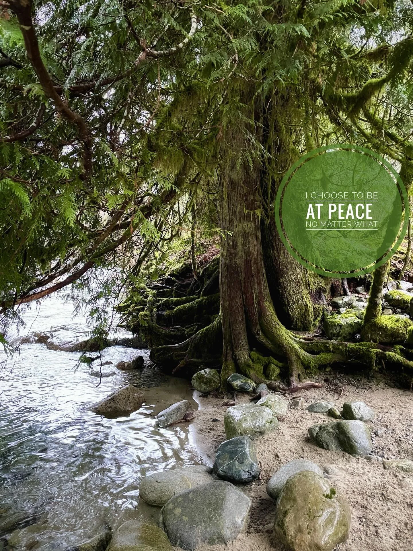 🌲i choose to be at peace no matter what🌲

may you and all beings be at peace 🙏

💗

#peace
#lynnheadwaters