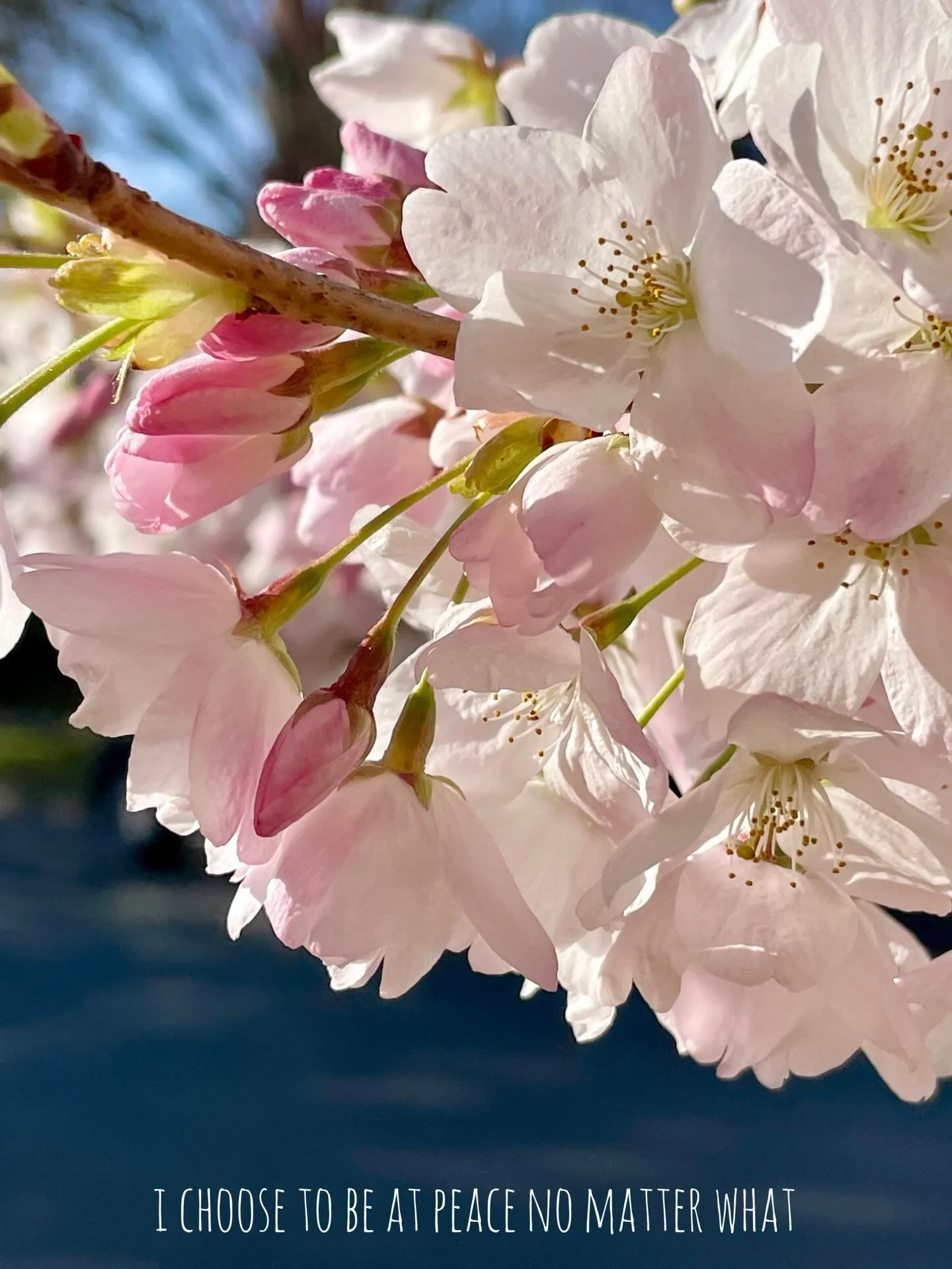 🌸i choose to be at peace no matter what🌸

we have the wisdom to choose peace!

🙏💗

#peace 
#vancouver 
#cherryblossom 

🌸🌸🌸🌸🌸