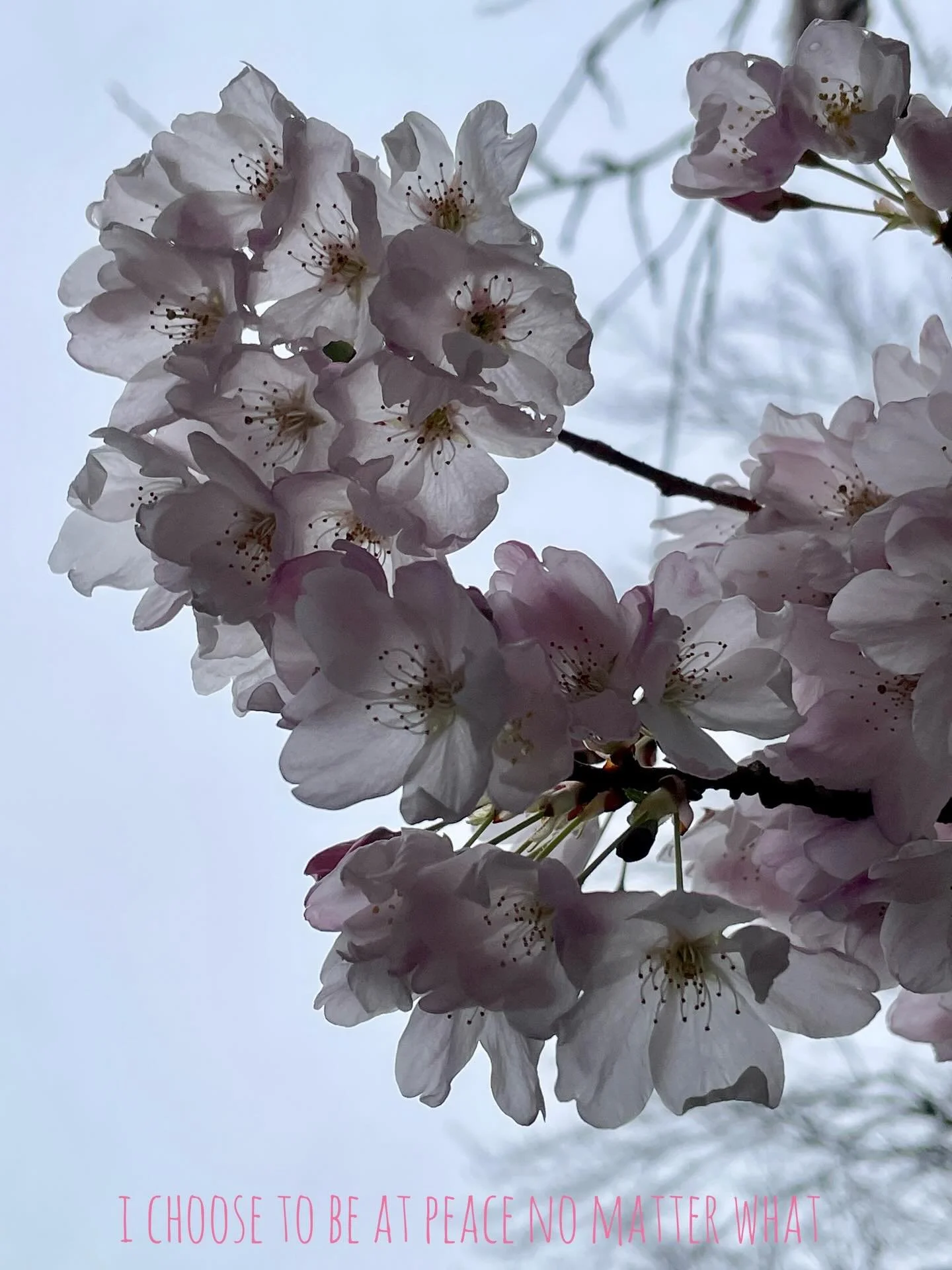 💗 i choose to be at peace no matter what 💗

Peace is our conscious choice 🙏

#peace 
#cherryblossoms 

🙏💗