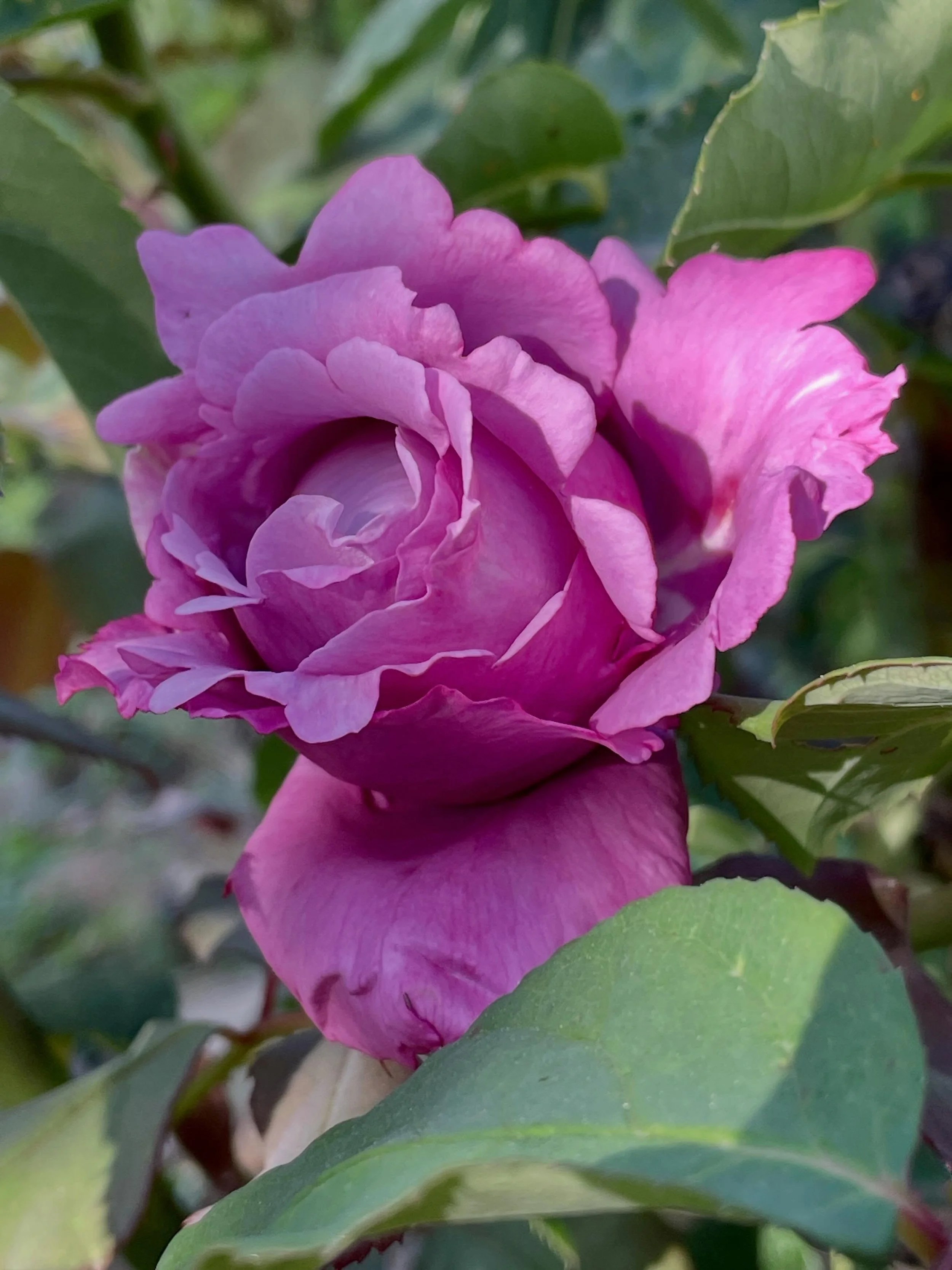 💗🙏💗🙏💗🙏💗🙏💗🙏💗🙏

Infinite Love &amp; Gratitude to my very dear friend, Juanmi @perezjuanmiguelporras for his generosity, loving kindness, seva (selfless service), friendship, wisdom, heartfullness, and commitment to Presence
and to his beaut