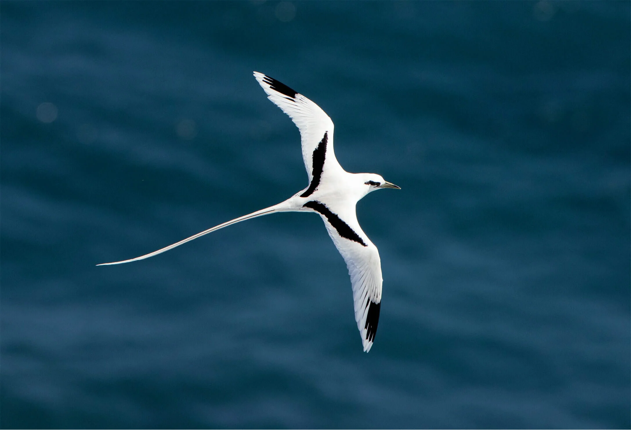 Species: white-tailed tropicbird