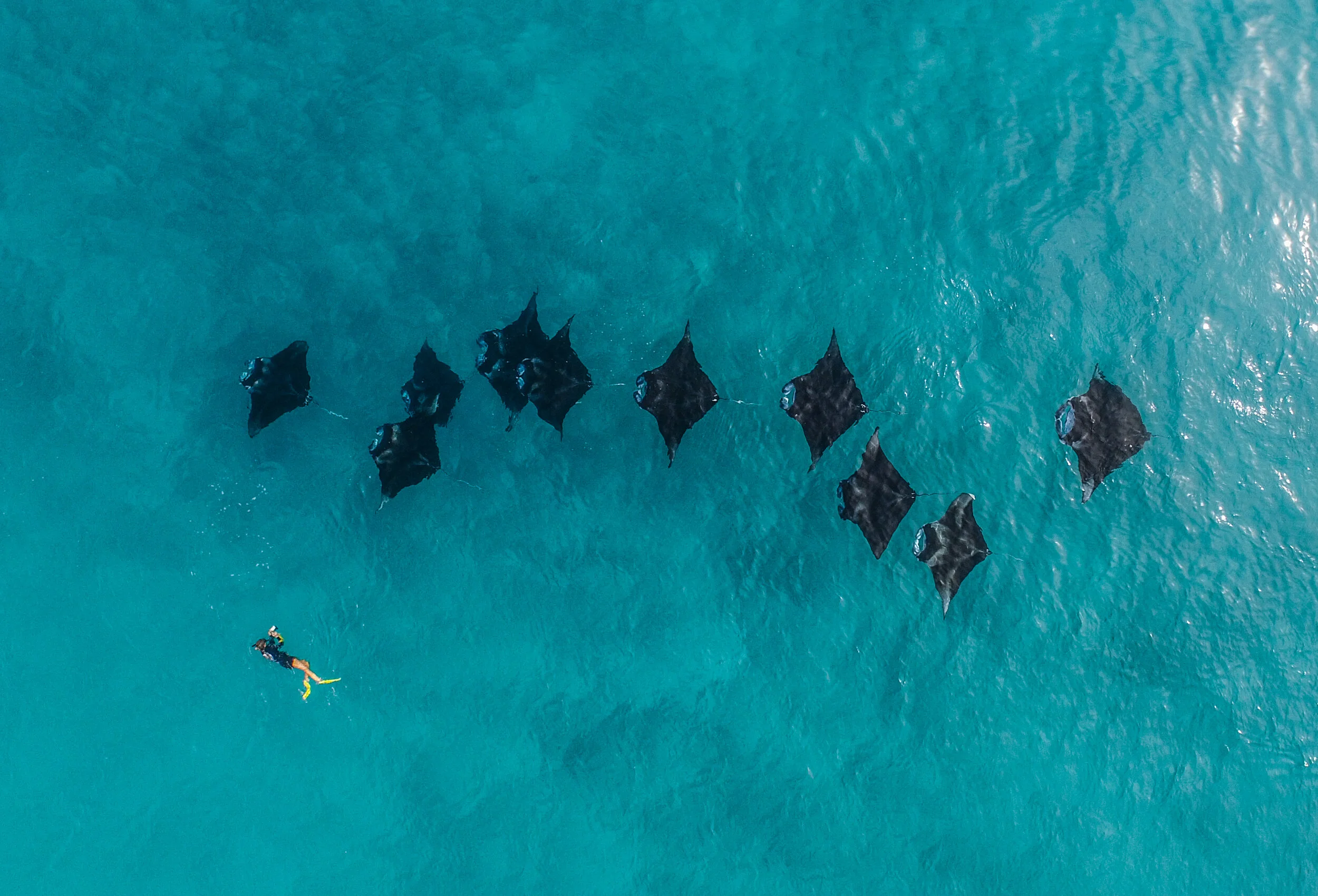Species: MANTA RAYS