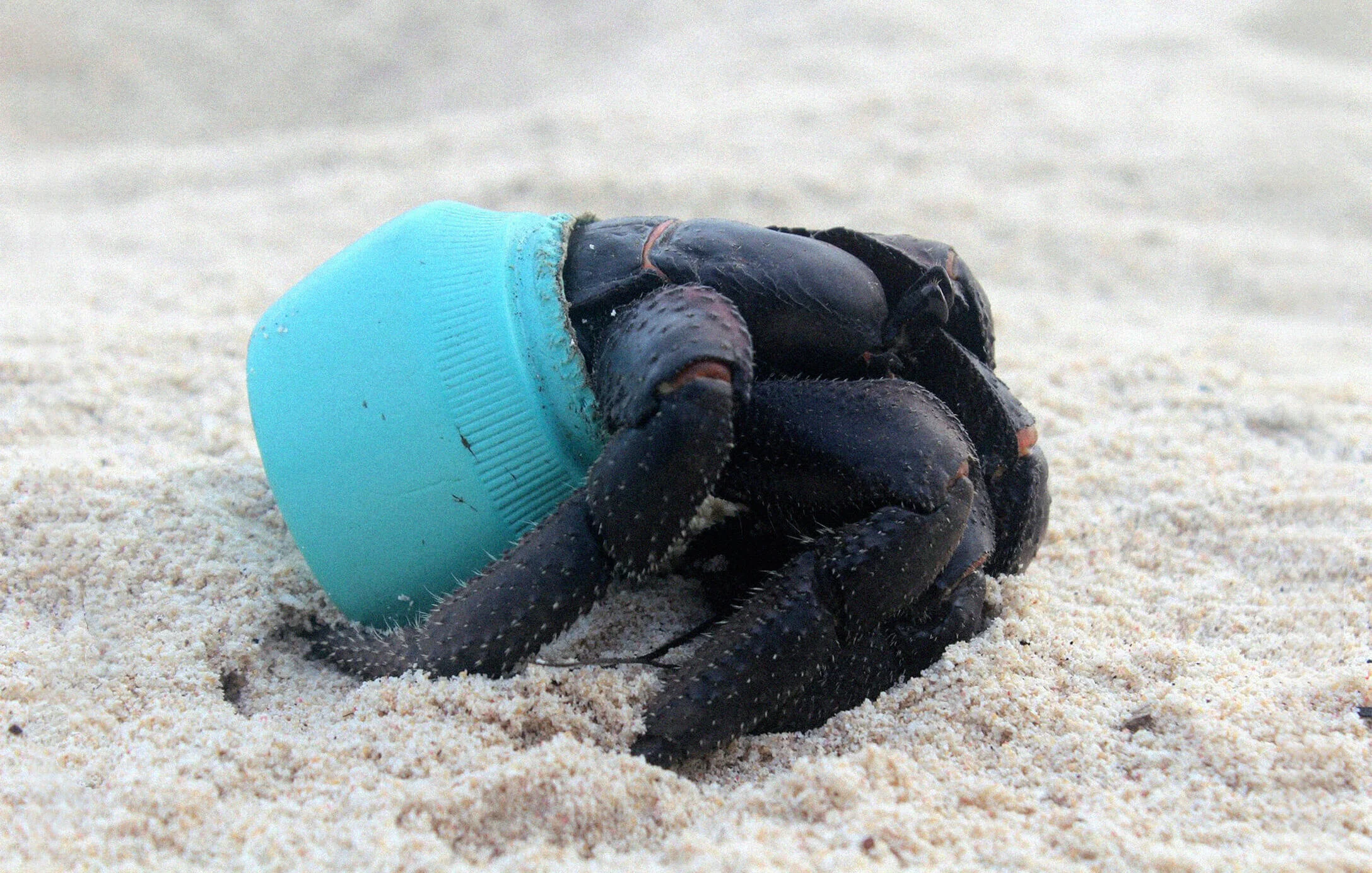 SPECIES: HERMIT CRAB