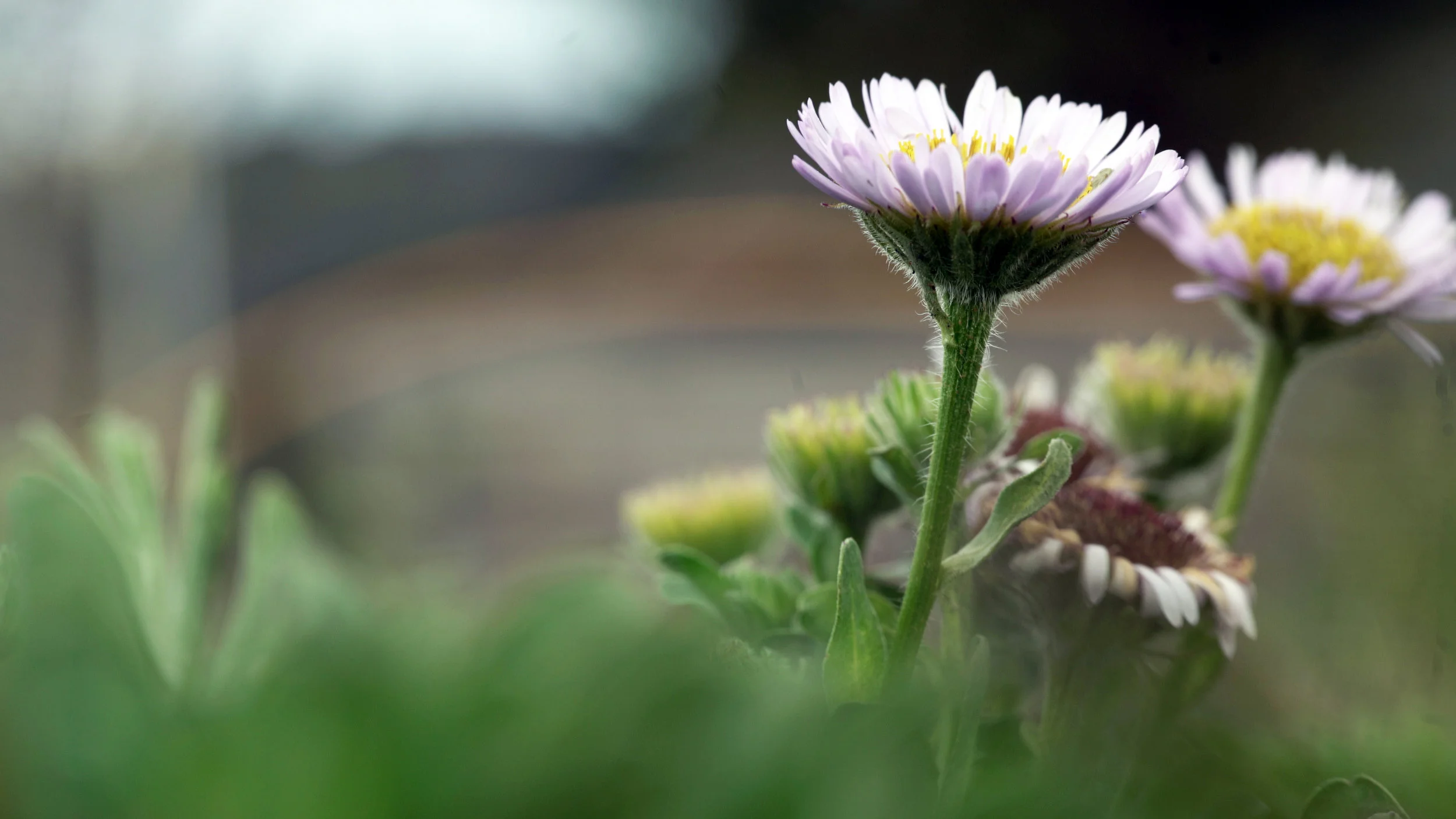 Flowers (1).jpg