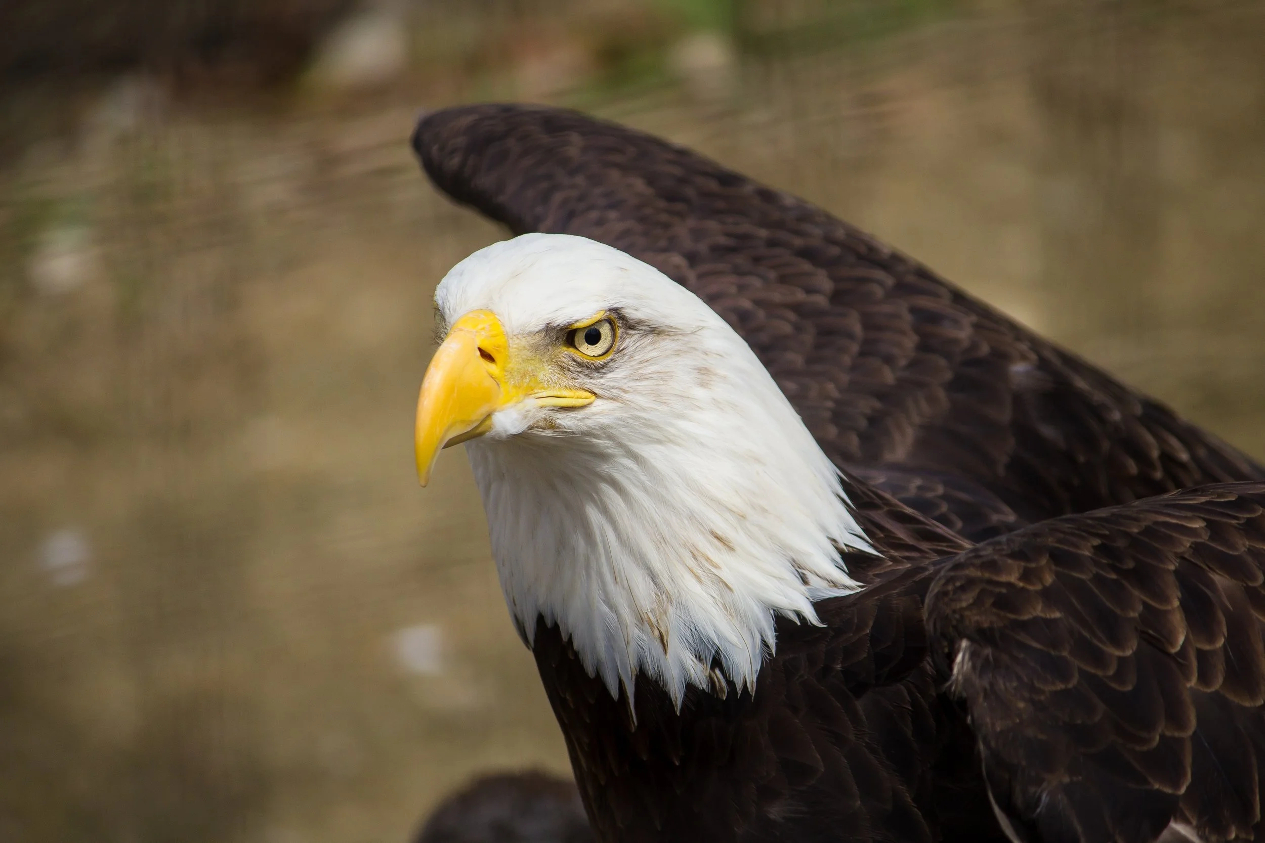 Eagle Pic.jpg