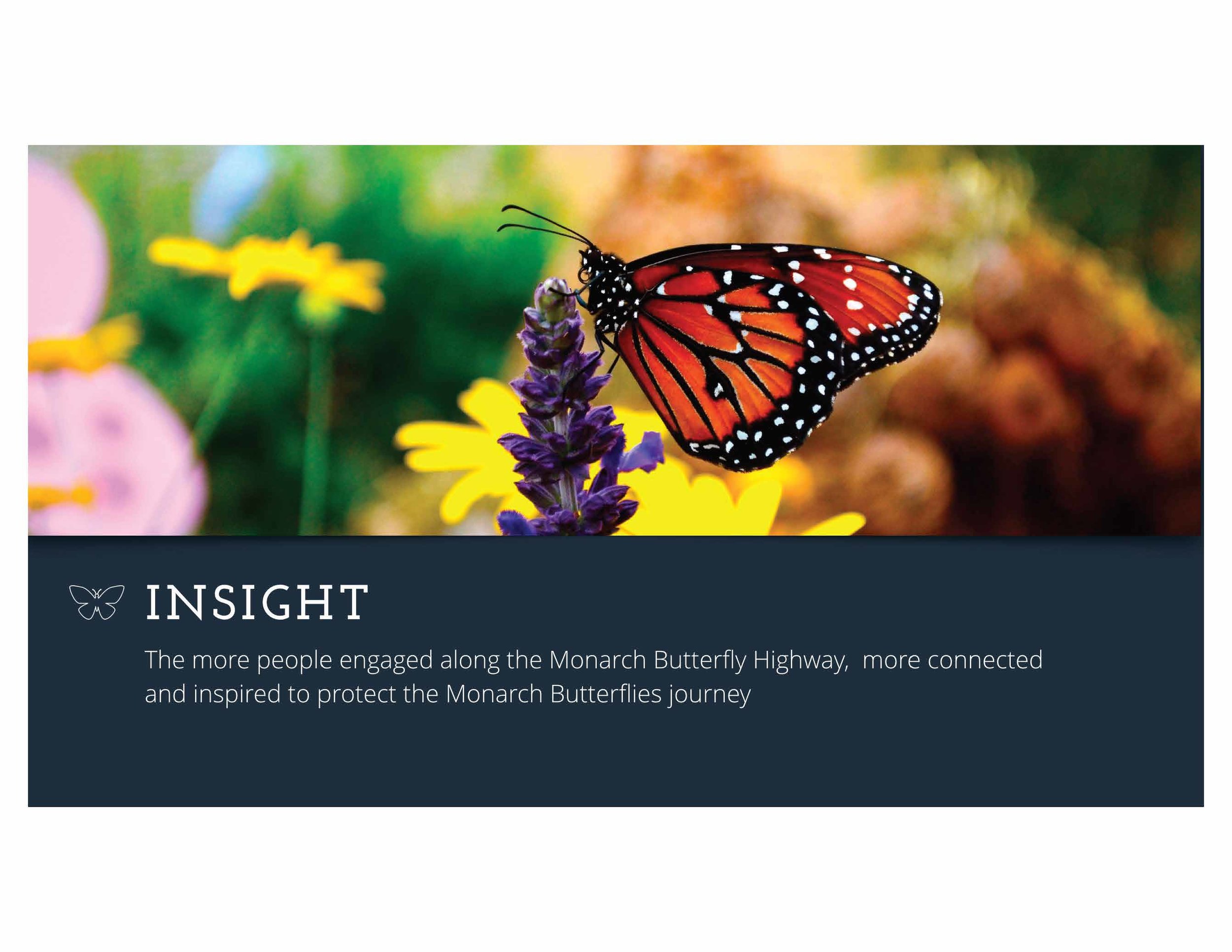 monarch-butterfly-deck_Page_10.jpg