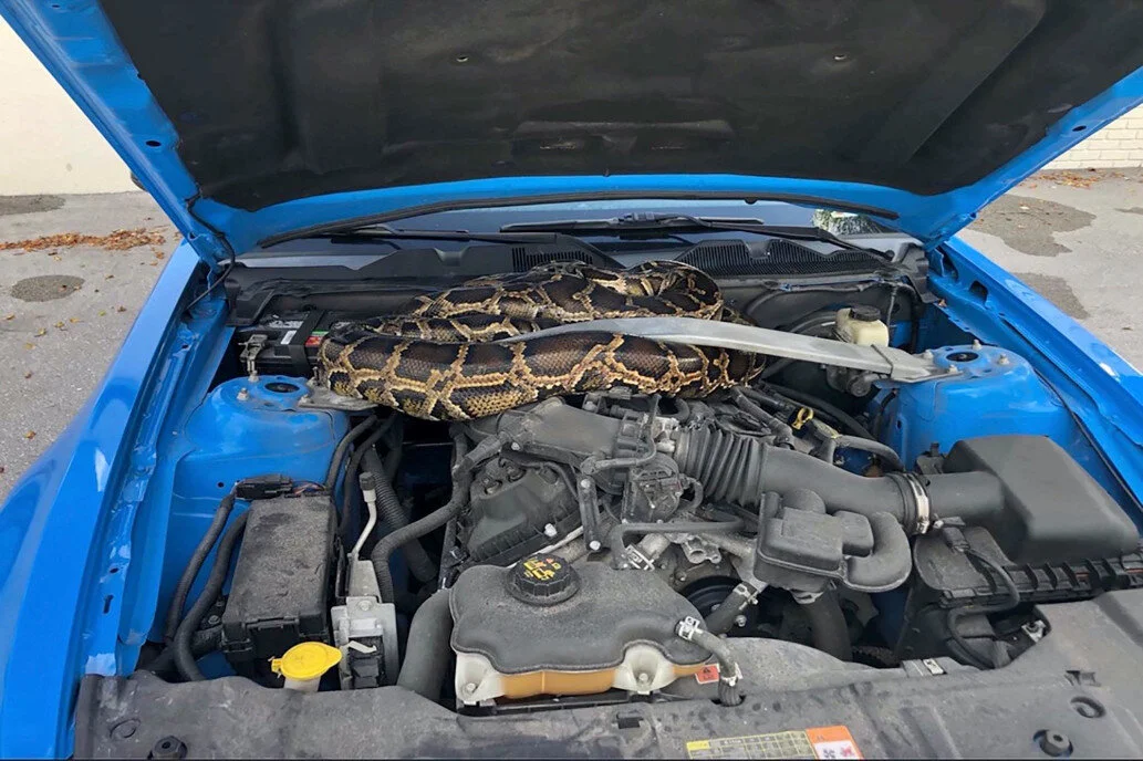 10-Foot Python Found Under Hood of Ford Mustang in Florida