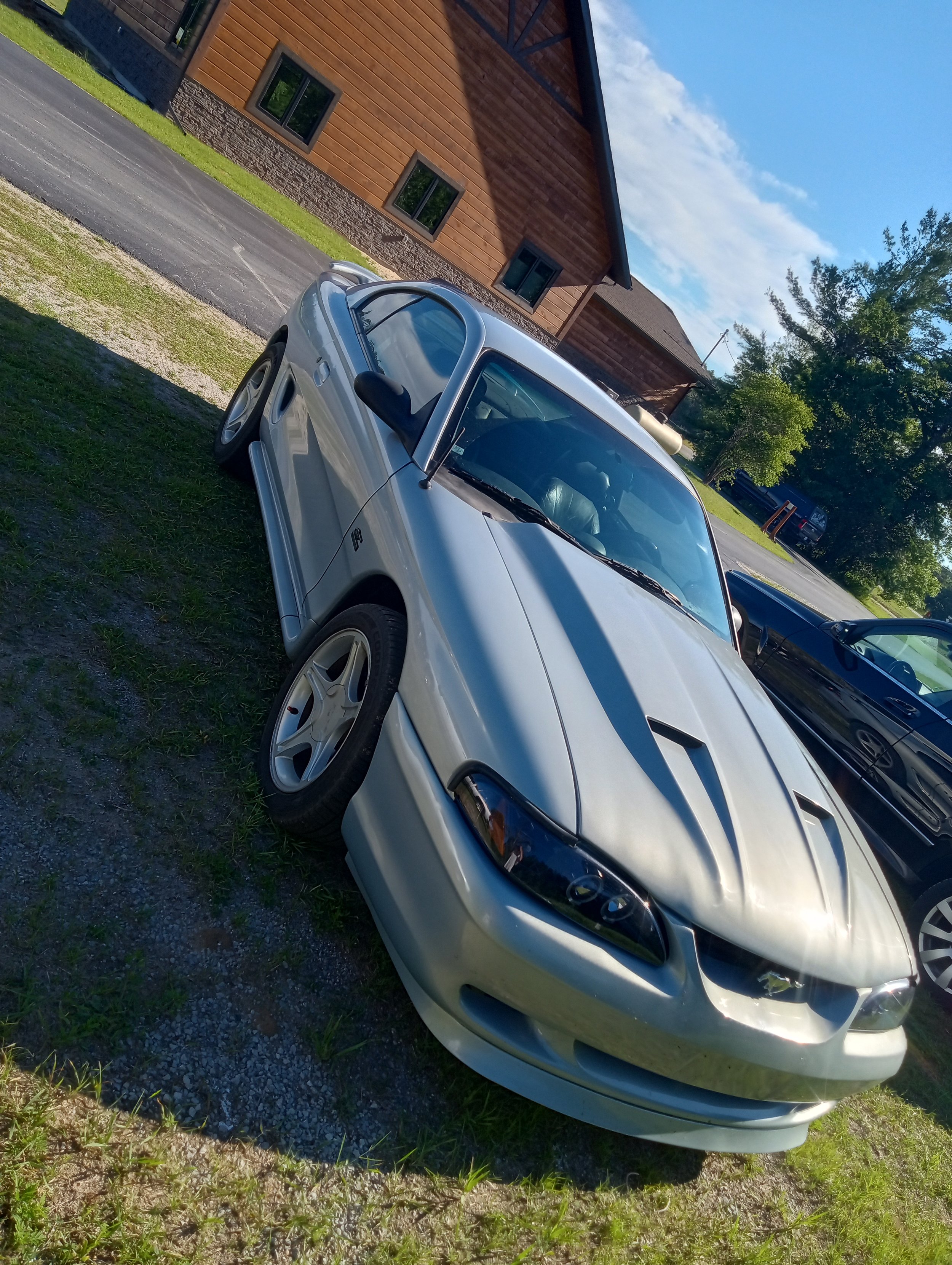 Opal Frost Mustang Registry (OFMR) # 00137