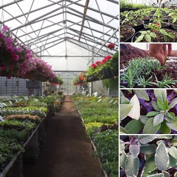 &ldquo;Gratitude for the seemingly insignificant-a seed-this plants the giant miracle &ldquo; &mdash; Ann Voskamp. 
We are doing a lot of transplanting in the greenhouse right now .-Taking the tiny plants that were once seeds or a cutting ( taken fro