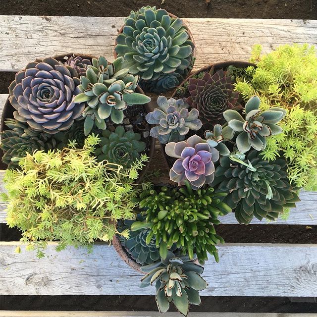 A couple of group photos of some of the succulents that are presently growing in our greenhouse. They are definitely happy, snow or no snow! 😊❄️❄️ #quinte#bayofquintetourism #succulents #gardening #plantsofinstagram #ontariogrown #loveplants #greenh