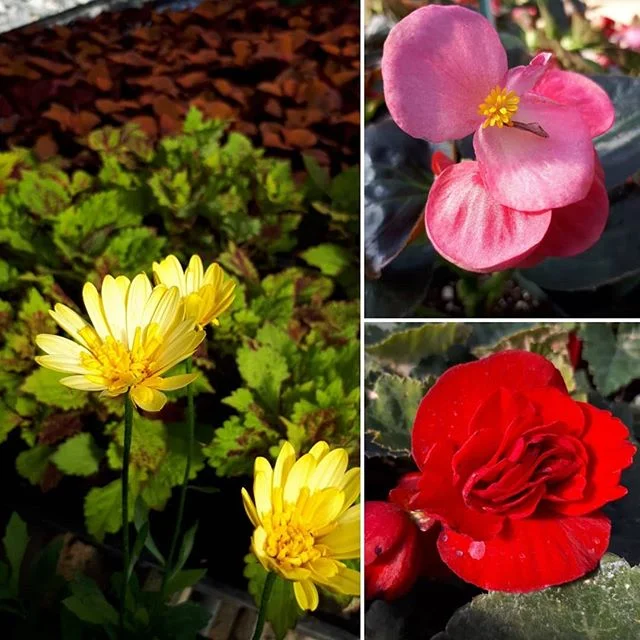 Summer sales have started. 
Clearance on most annuals!  Find us 10 kms north of Trenton or just west of Frankford. Follow the signs. 
Regular hours are Monday to Saturday, 9 to 6. 
www.thegardennetwork.net