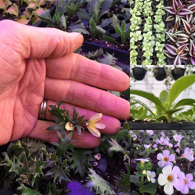 &ldquo;Spring work is going on with joyful enthusiasm.&rdquo;- John Muir 
Hello February !!❄️❄️ Outside the winter is still flexing its icy muscles while inside the greenhouse our seedlings are displaying a harbinger of SPRING 🌸🌸
We are JOYFULLY an