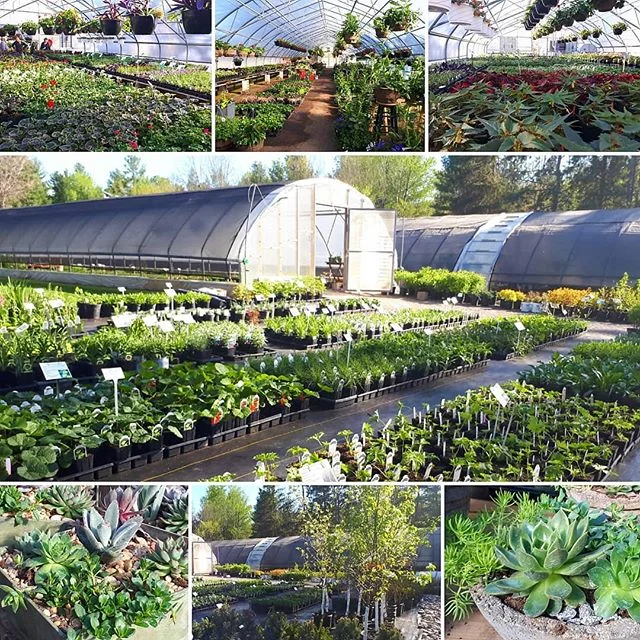 It's hard to believe that our Garden Centre is in it's 25th year here in Frankford! Come celebrate with us this season! 
We have beautiful perennials, annuals, vegetable and herb plants, fruit trees, shrubs,  planters and hanging baskets. 
Hours are 