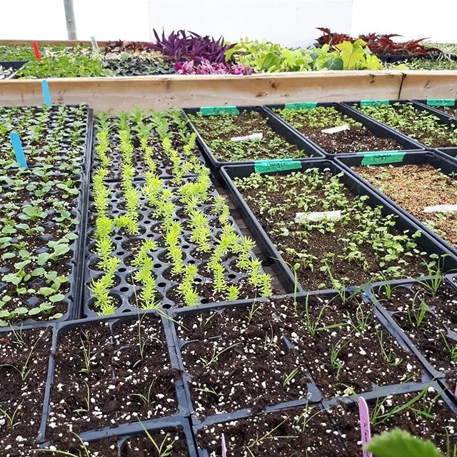 Our season began in December with seeding and more recently cuttings.  We're gearing up for another great season, and our 25th year!