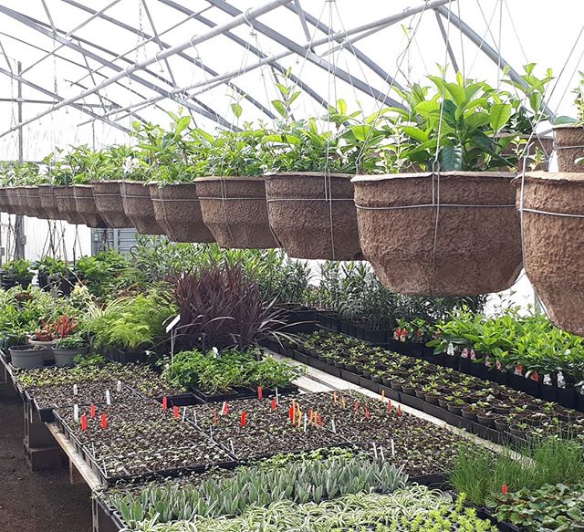 This week we started our hanging baskets to be ready for Mothers Day...it's beginning to get very busy here in the greenhouse.