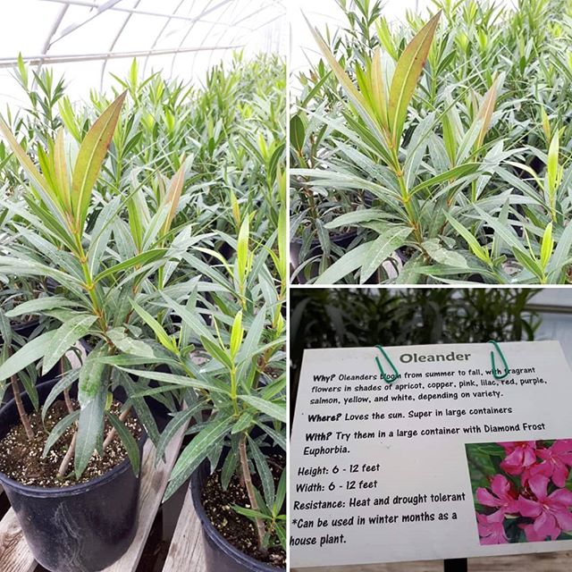 We will have spectacular Oleanders ready for this year's garden season.  We've been growing these from seed since the winter of 2016. These are really heat tolerant and great for sunny hot spaces in your yard, including patio areas.