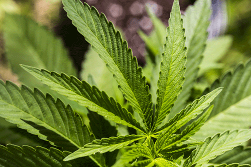 reducedmarijuanadat.gif