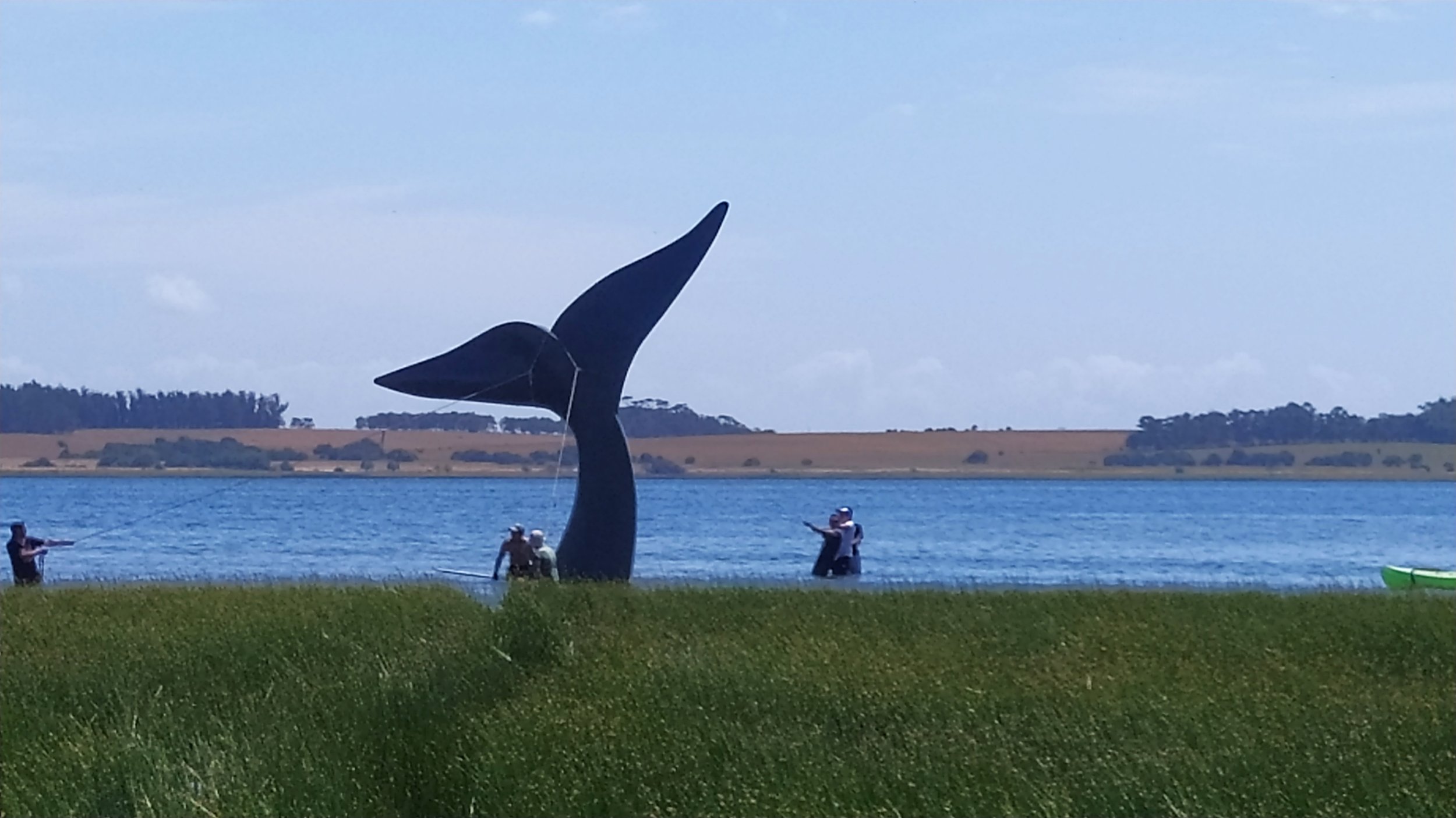 instalando escultura de cola de ballena de mauro arbiza en el agua