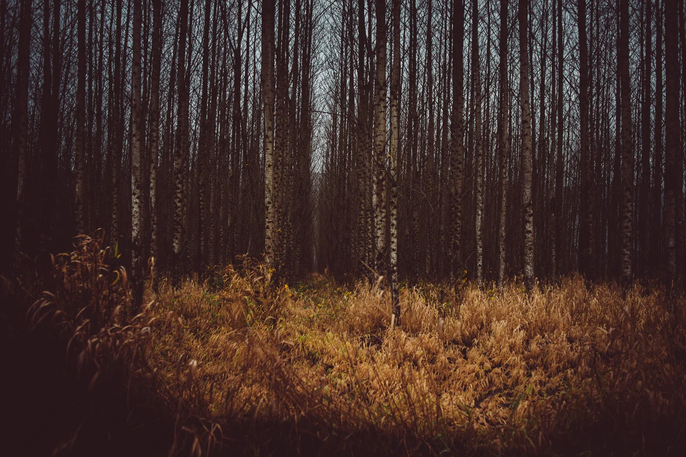 RR_LANDSCAPES_77.jpg