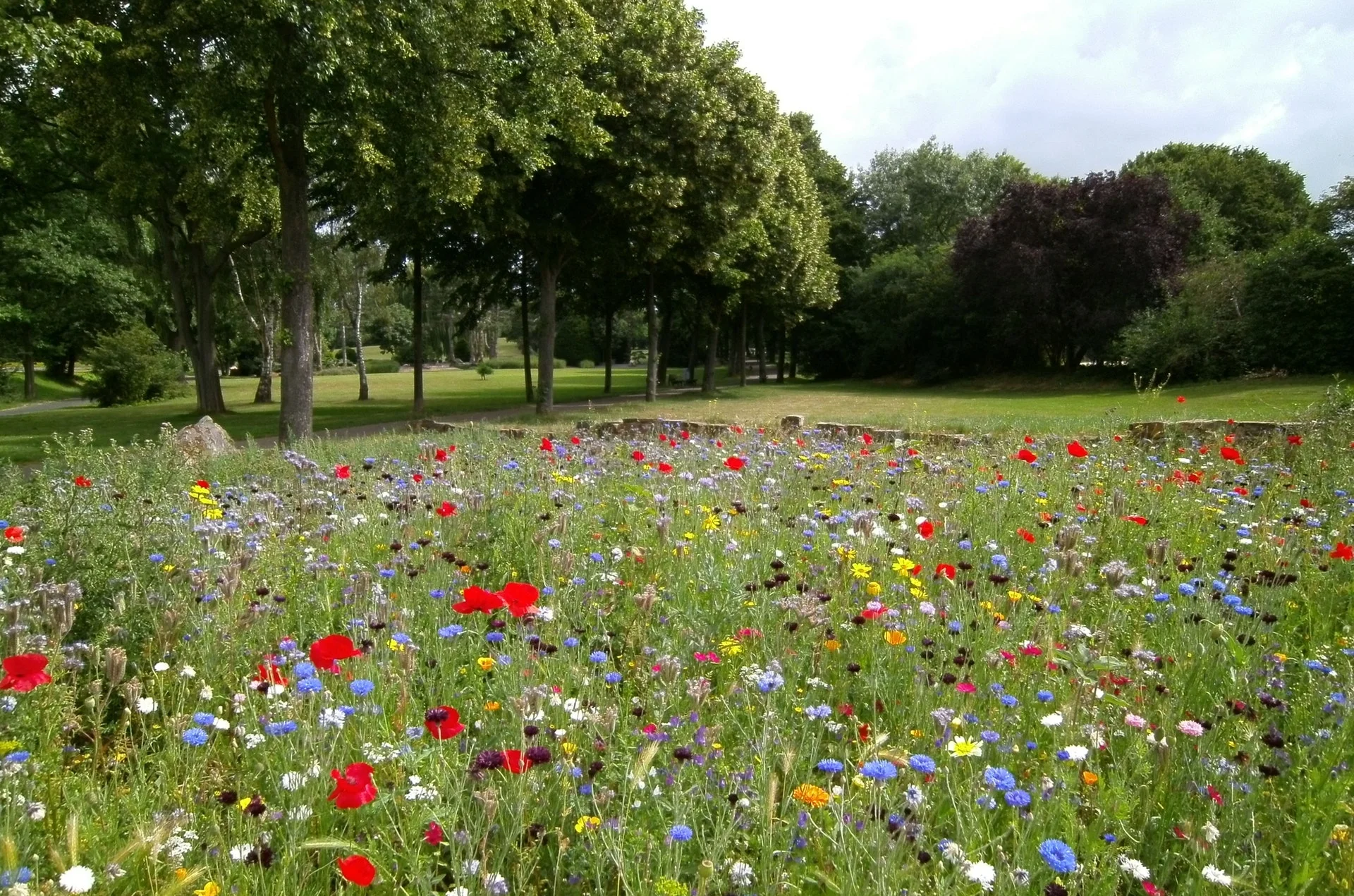 flowers-park-field-outdoors-pexels-photo-570041.jpeg