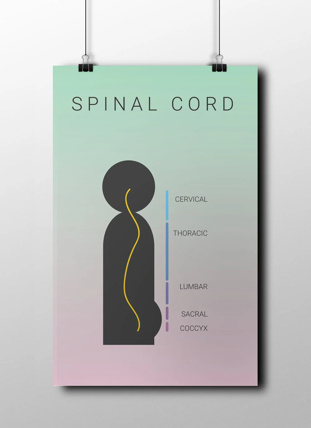 Spinal Cord