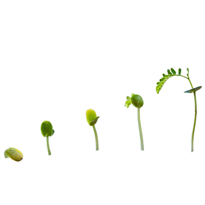 Sequence of sunflower seedlings sprouting in increasing size from left to right.