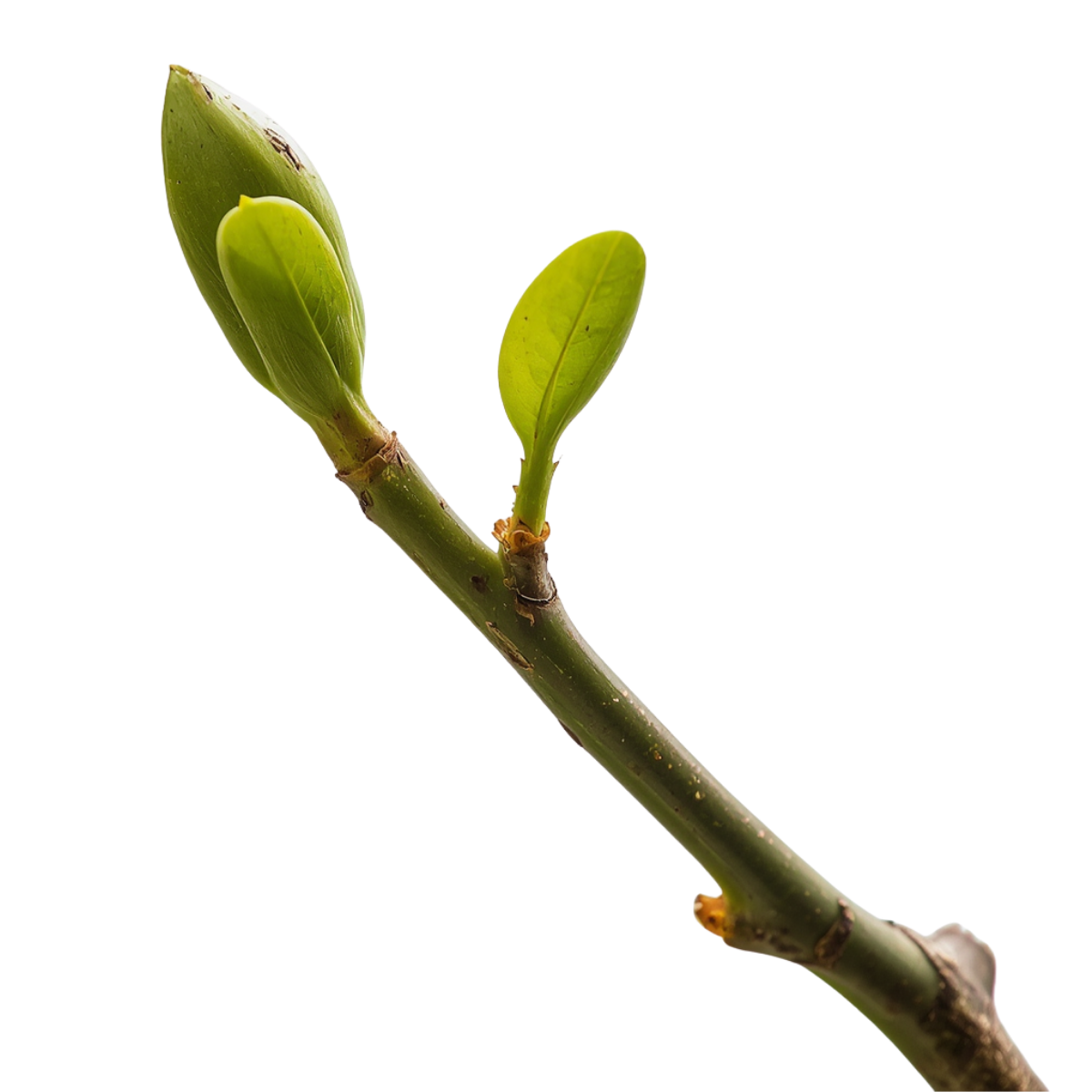 Close-up of a green plant branch with two small leaves emerging from it.