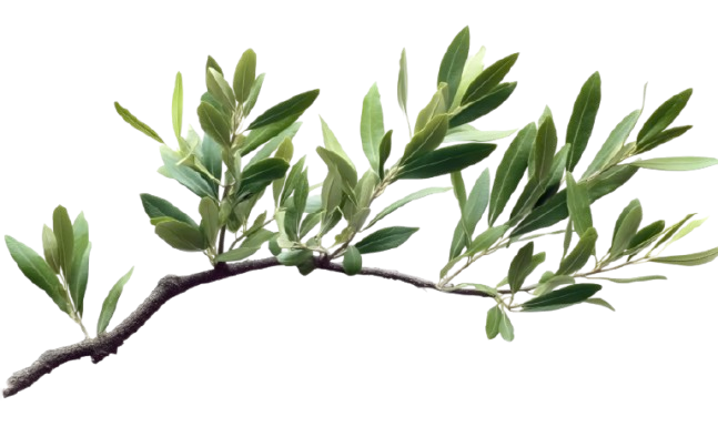 Close-up of a leafy green plant branch with elongated leaves.