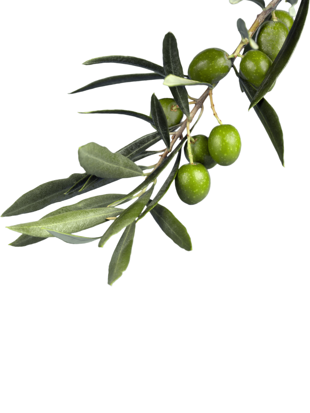 Green olives on a branch with elongated green leaves.