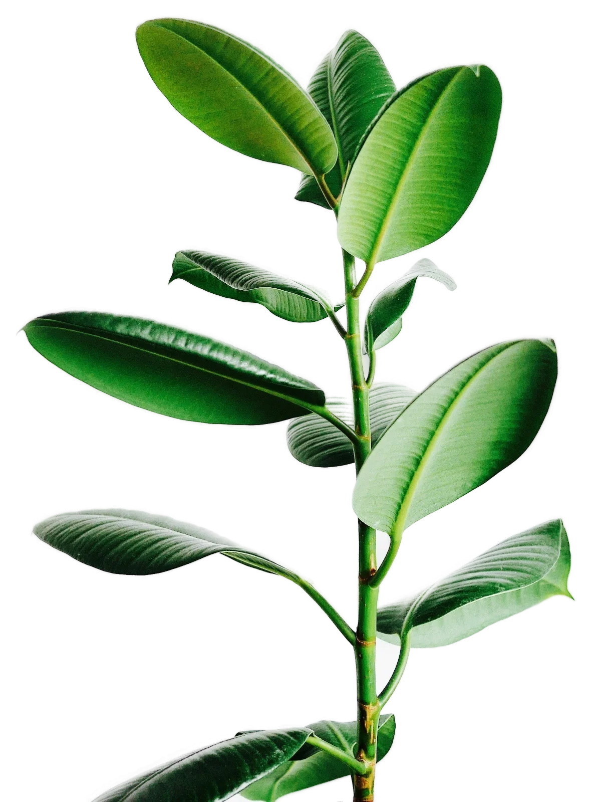 A tall green plant with large, glossy, elongated leaves arranged alternately along the stem.