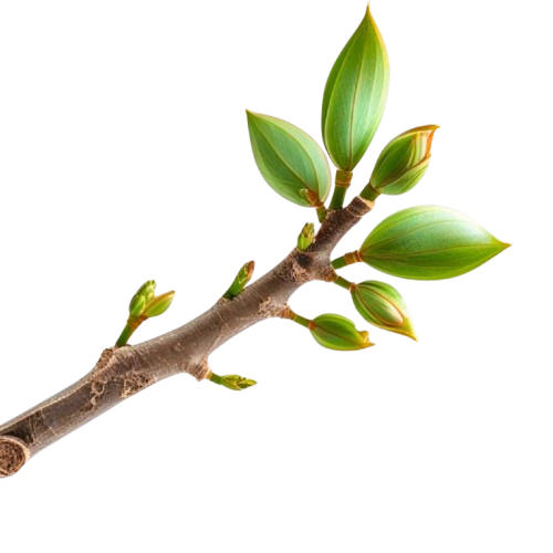A close-up of a tree branch with several green buds and leaves.