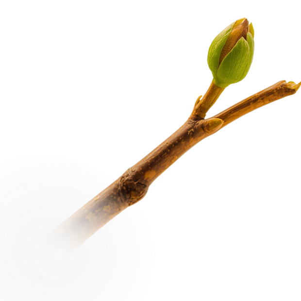 Close-up of a rosebud growing on a branch, with a blurred white flower in the background against a black backdrop.
