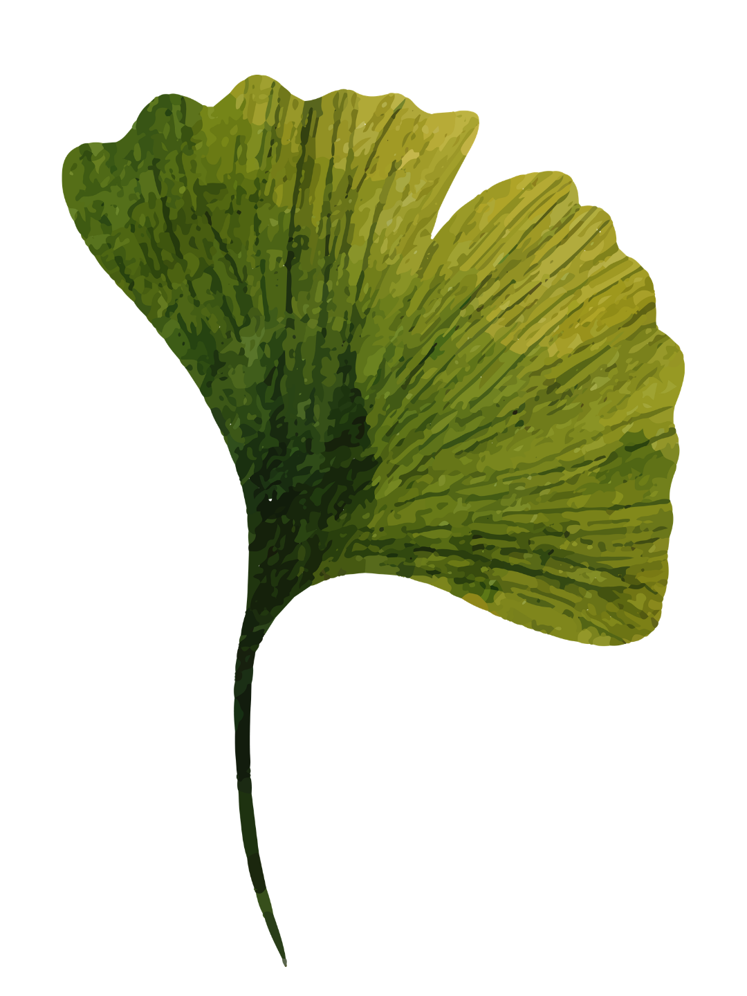 A green Ginkgo leaf with distinct fan shape and radiating veins.