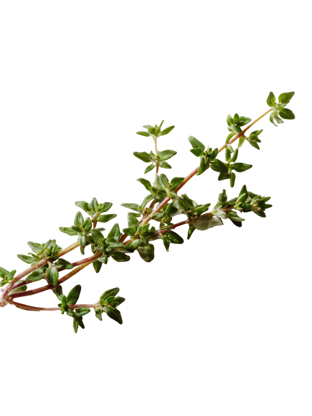 Close-up of a green herb plant with small oval leaves on a reddish-brown stem.