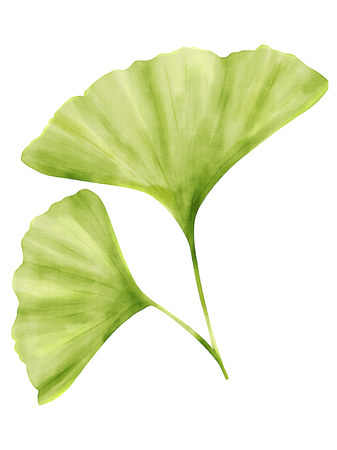 Two green ginkgo leaves, one larger and one smaller, with fan-shaped appearance and venation.