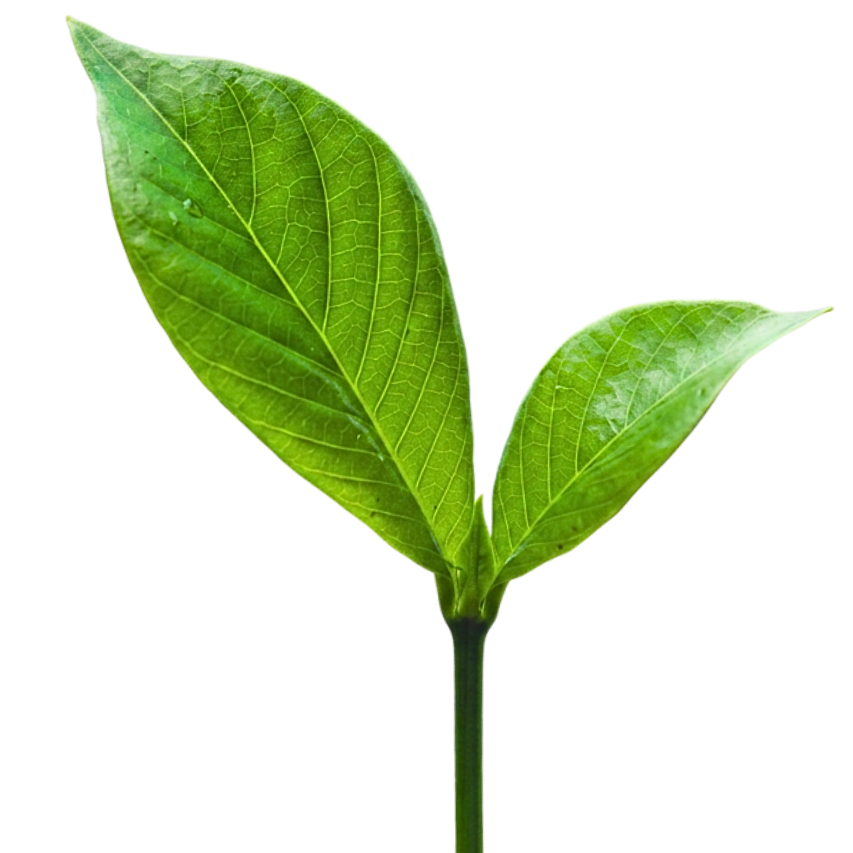 Close-up of two fresh green tea leaves on a thin stem.