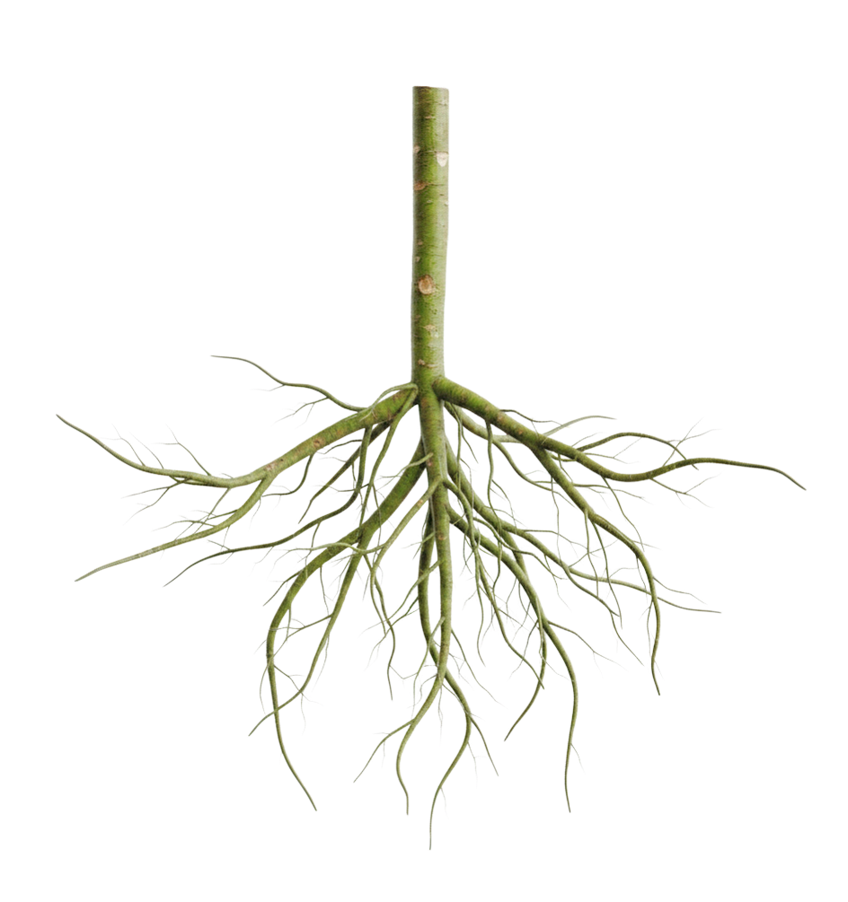 A digital illustration of a tree with roots, showing the underground root system and the trunk above ground.