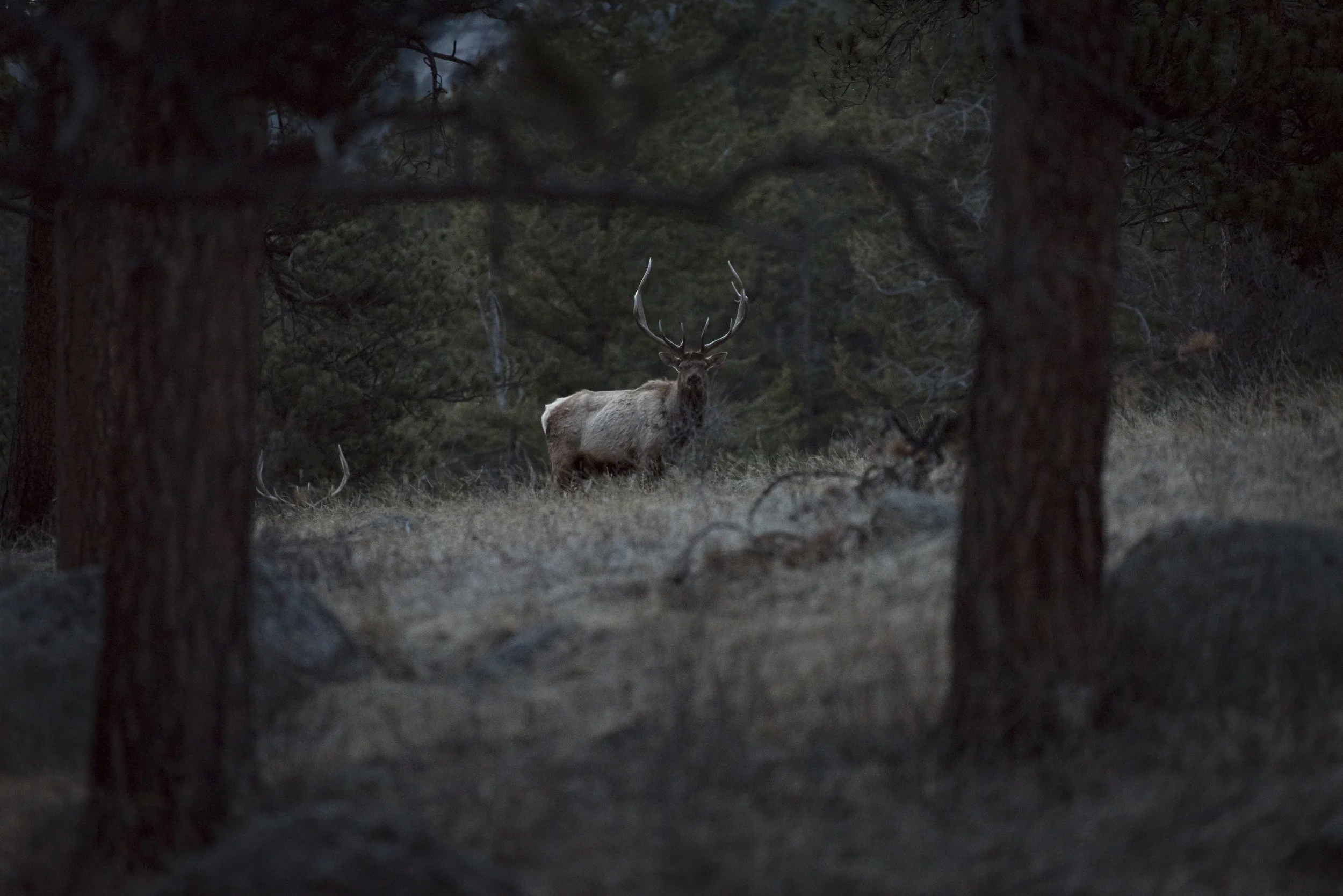elk edit ps.jpg