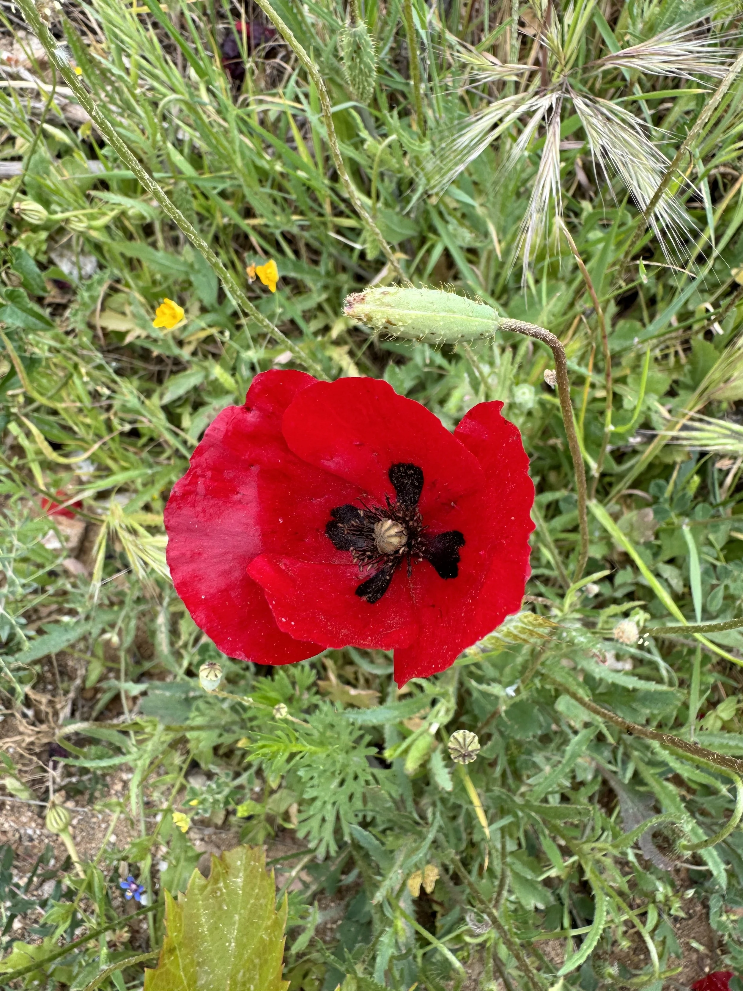 IMG_0902.jpeg