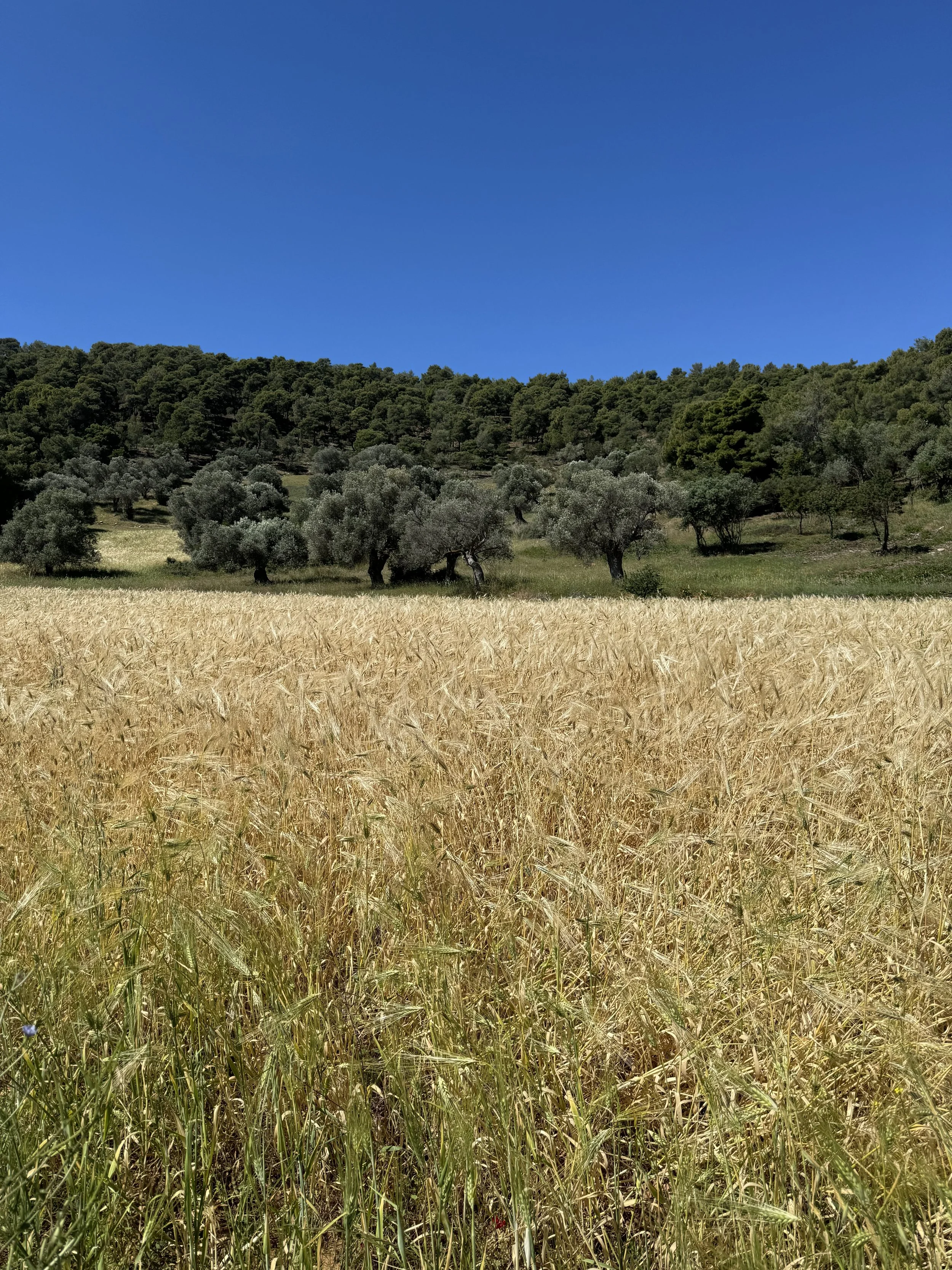 IMG_1474.jpeg