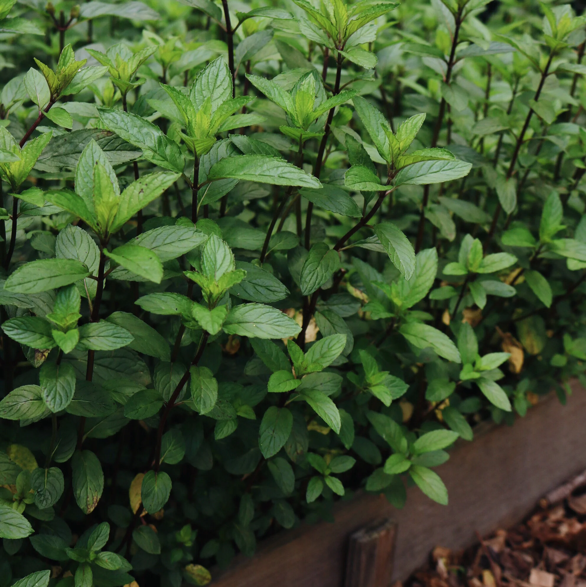 AfterlightImage 2.JPG