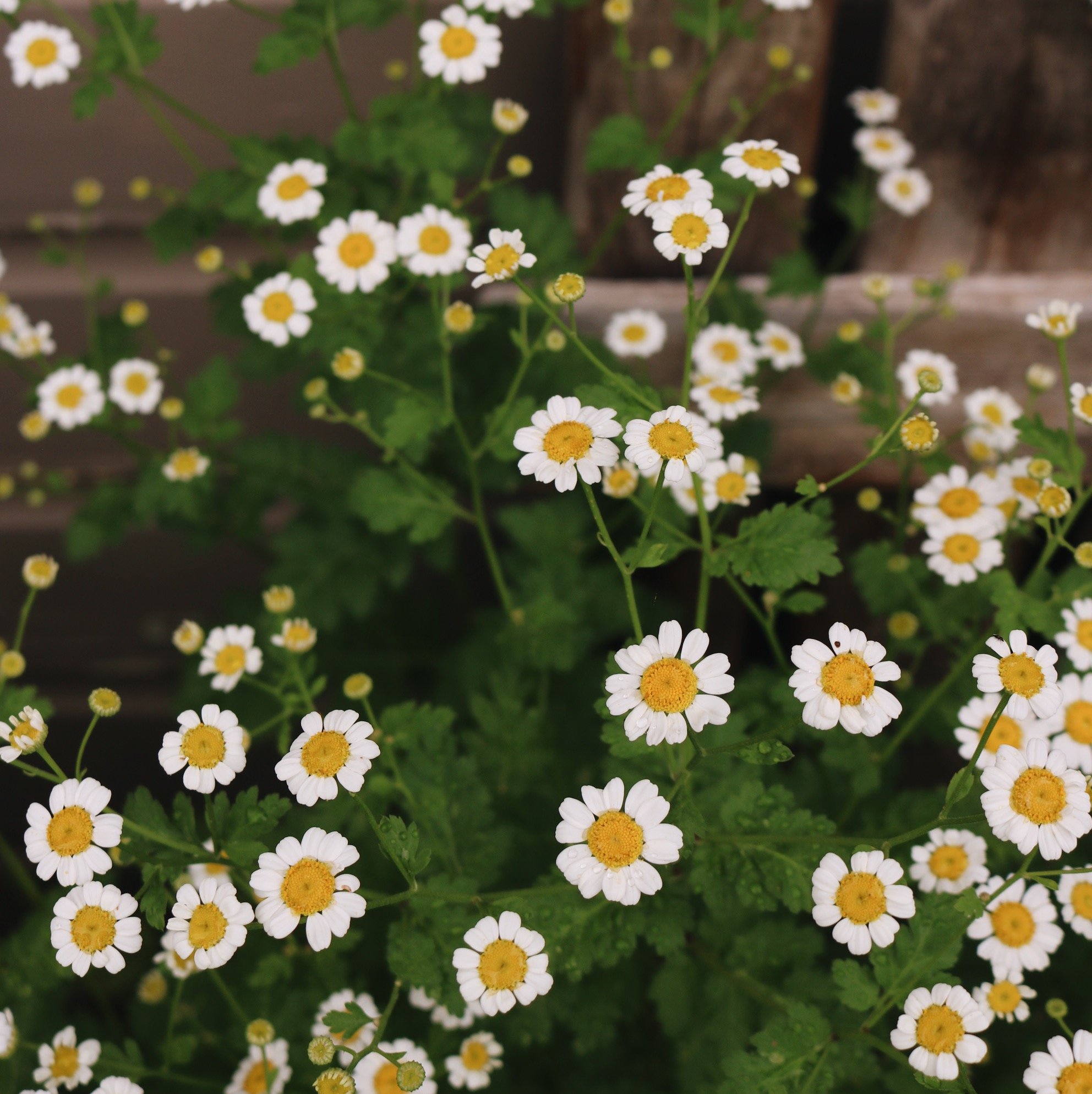 Image of Feverfew, a daisy that blooms all summer