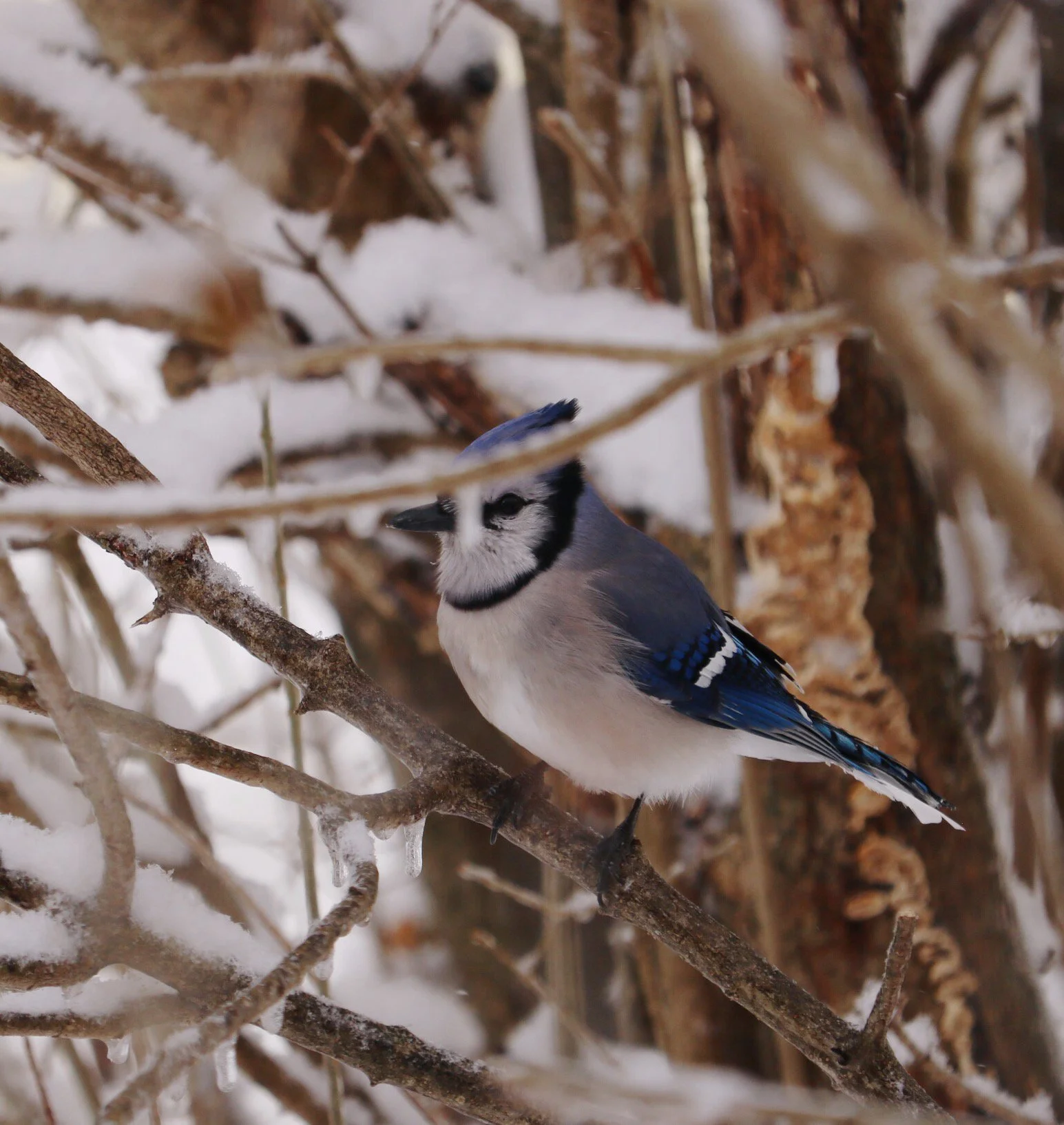 The Winds of March: Letters From Home