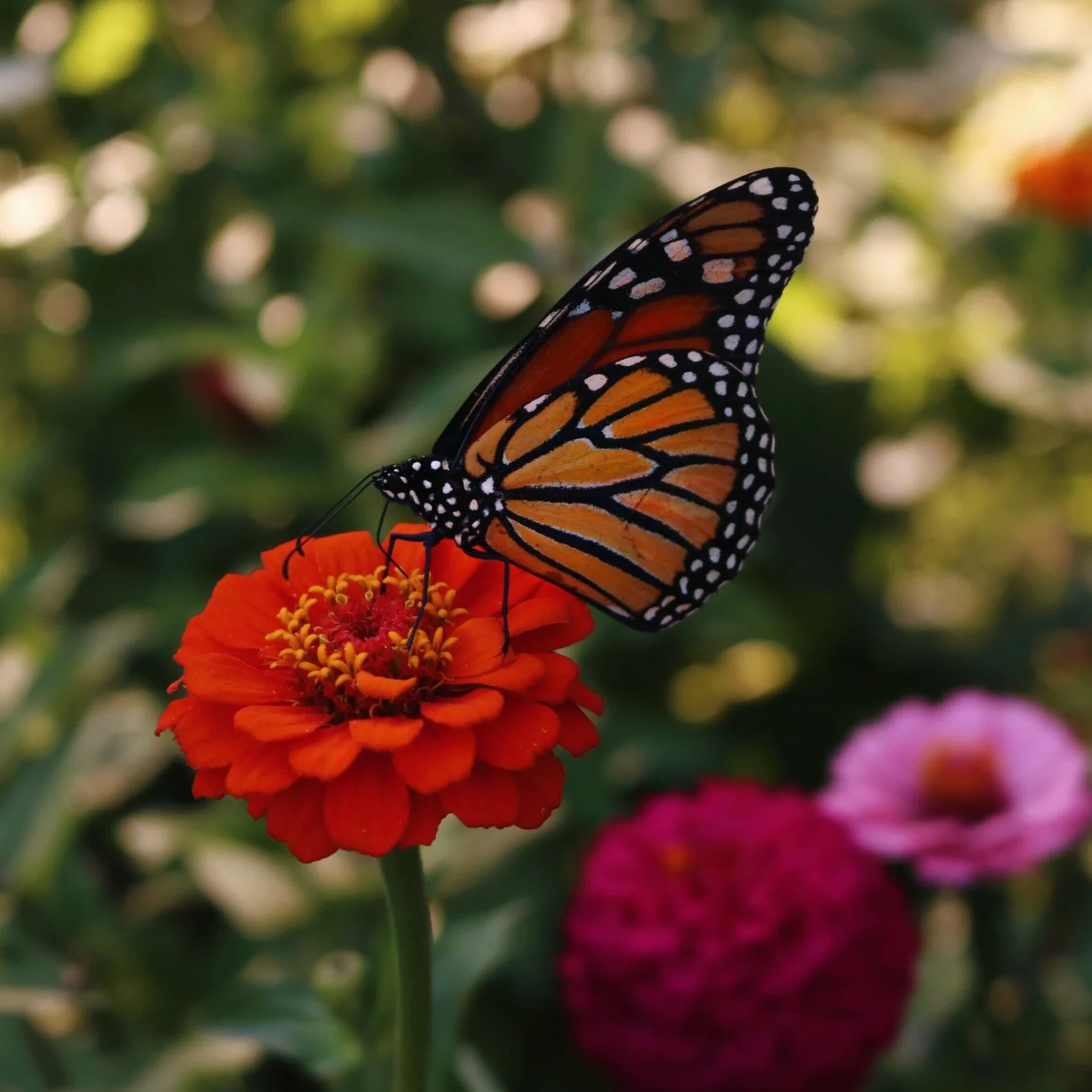 The Joy of Harvest: A Homesteader's Diary